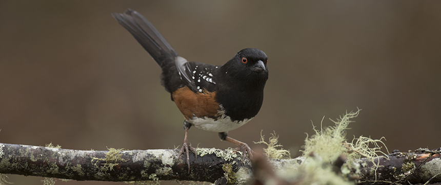 Spotted towhee