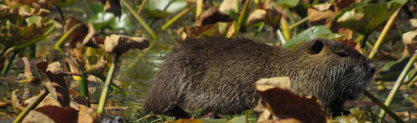 beaver