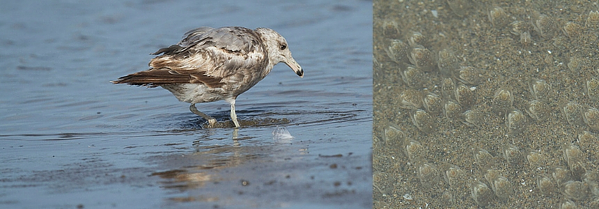 gull and mole crabs