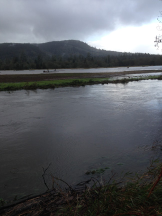 necanicum floodplain 2 web