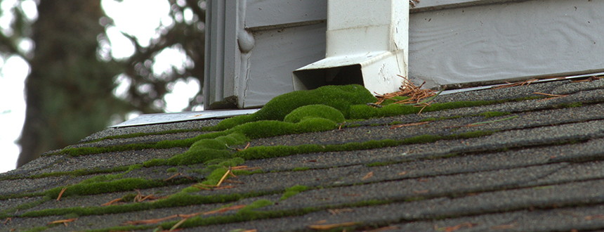 urban moss_web